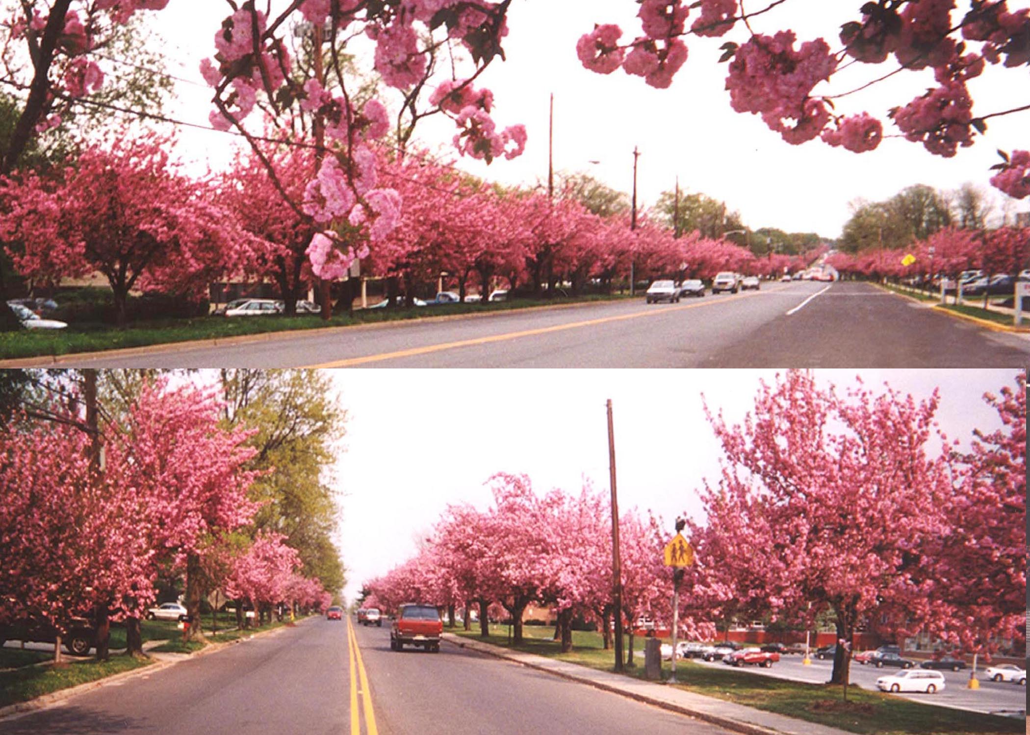Cherry Blossoms in Cherry Hill, New Jersey